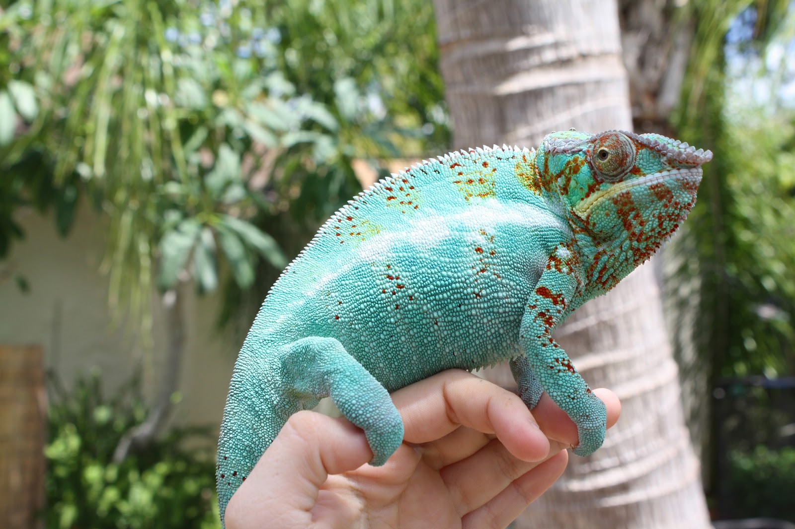 What are some tips for caring for a pet chameleon?